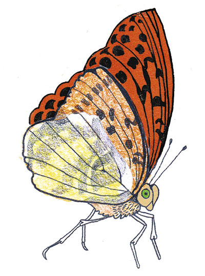 Spotters guide butterfly: Silver-washed fritillary