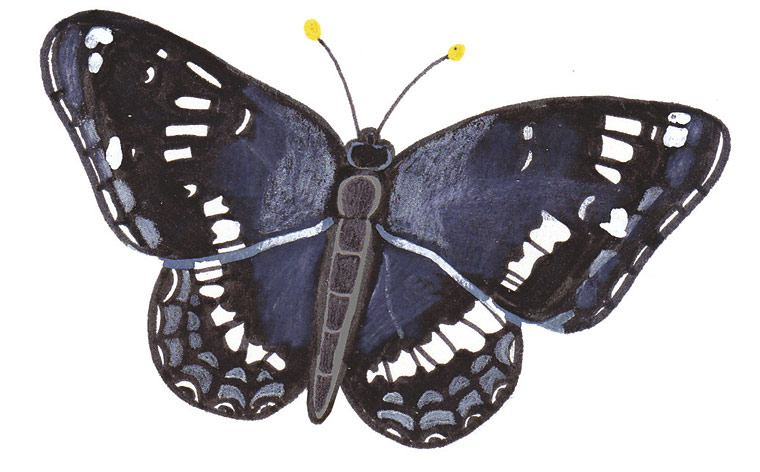 Spotters guide butterfly: White admiral