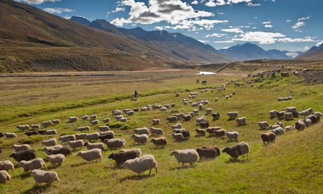 Sheep gathering in Iceland