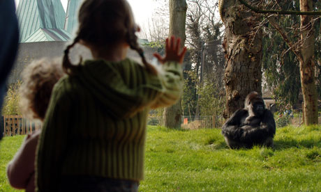 Gorillas at London Zoo 