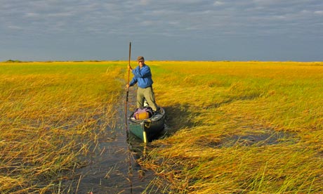 Phil Harwood poling his way through the vast Bangweulu swamp, Congo