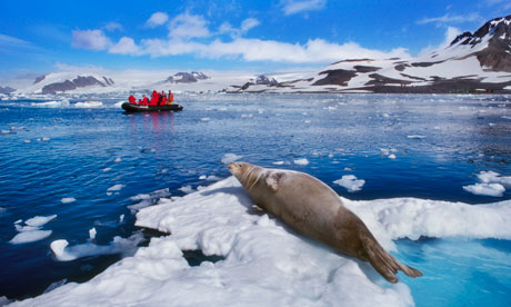 Weddell seal basking in the sun, and snow, in Antarctica