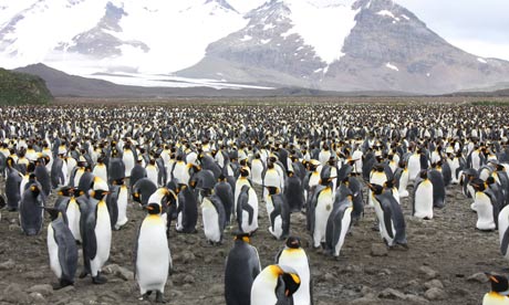 more than 100,00 penguins on Salisbury Plain, South Gerogia
