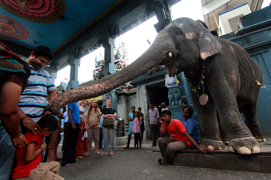 Elephant blessings at a Hindu Temple, Pondicherry, India