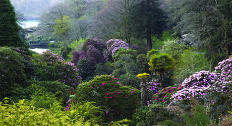 Jungle Trek, Trebah Garden, Falmouth Jungle Trek, Trebah Garden, Falmouth