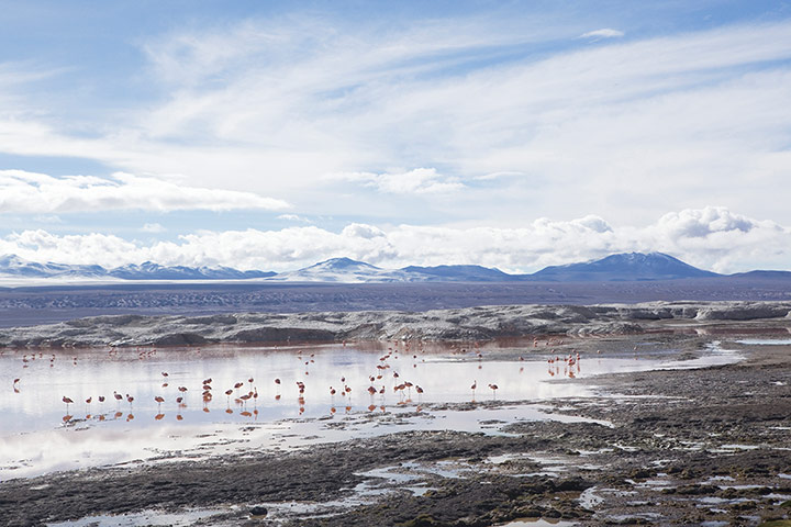 Bolivia: Flamingo lake, Bolivia