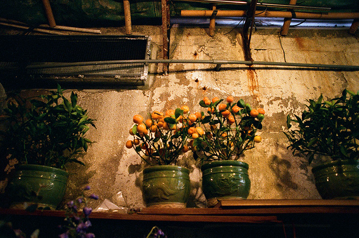 Hong Kong photoblogger: Tangerine tree