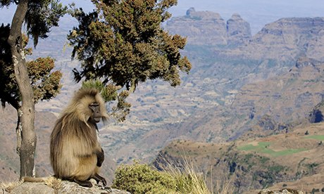 A gelada baboon in Ethiopia 's Simien Mountains