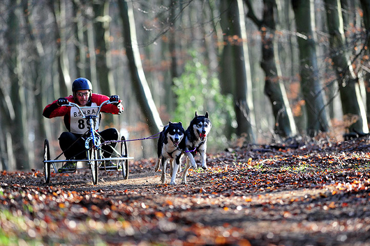 England's forests 2: Siberian huskies in Thetford Forest