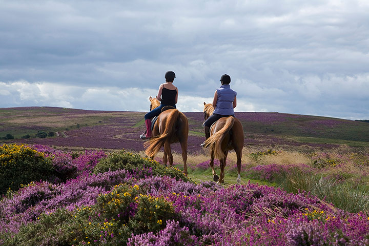England's forests 2: Horse Riding in the Quantock Hills Somerset England