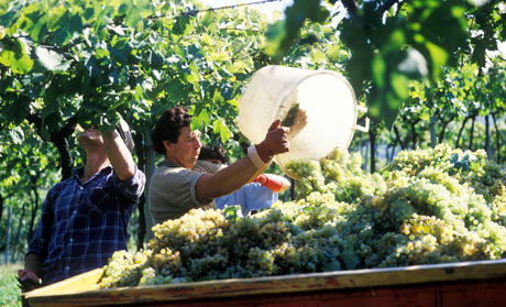 grape harvest in Italy