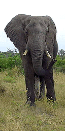 Elephant
