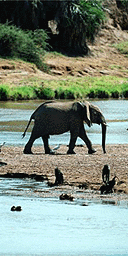 Elephant, Kenya