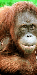 Orang-utan