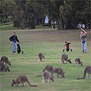 Kangaroos on a golf course