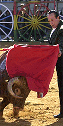 Bull fighting