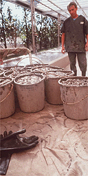 Buckets of mud for fangotherapy