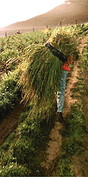 Farmer, Ecuador