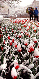 Tulips in Prospect Park, Brooklyn