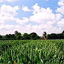 Wheat fields, Auvers-sur-Oise