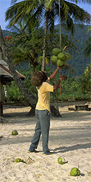 Harvesting coconuts, Caribbean