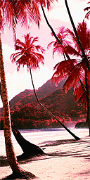 Red palm trees, Tobago, Caribbean