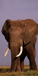 Elephant, Kenya
