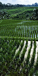 Paddy fields, Bali