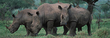 White rhinos, KwaZulu Natal, South Africa