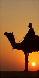 Camel, India
