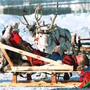 Sami sledge with reindeer