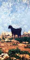 A mountain goat In Chania, Crete