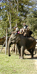 Andrew on an elephant