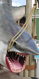 Jaws