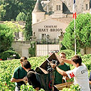 Havesting wine grapes, Bordeaux