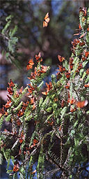 Michoacan Monarch butterflies, Mexico