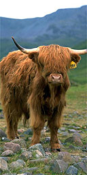 Highland cattle