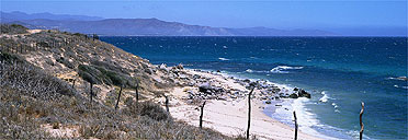 Beach by the Sea of Cortez