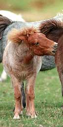 Dartmoor ponies