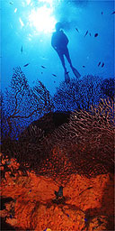 Diving off the Cayman Islands