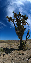 Joshua Tree, Mojave Desert