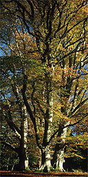 New Forest in autumn