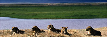 Lions in the Ngorongoro crater
