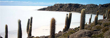 Cacti on the edge of the salt flats, Bolivia