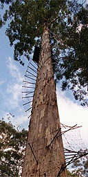 Bicentennial Tree