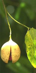 Nutmeg plant, Grenada