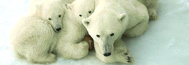 Polar bears in Churchill, Canada