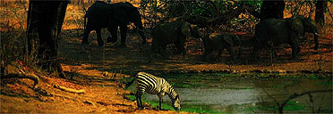 South Luangwa National Park, Zambia