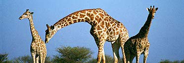 Giraffes at the Etosha Plan Game Reserve