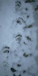 Bear tracks in Slovenia